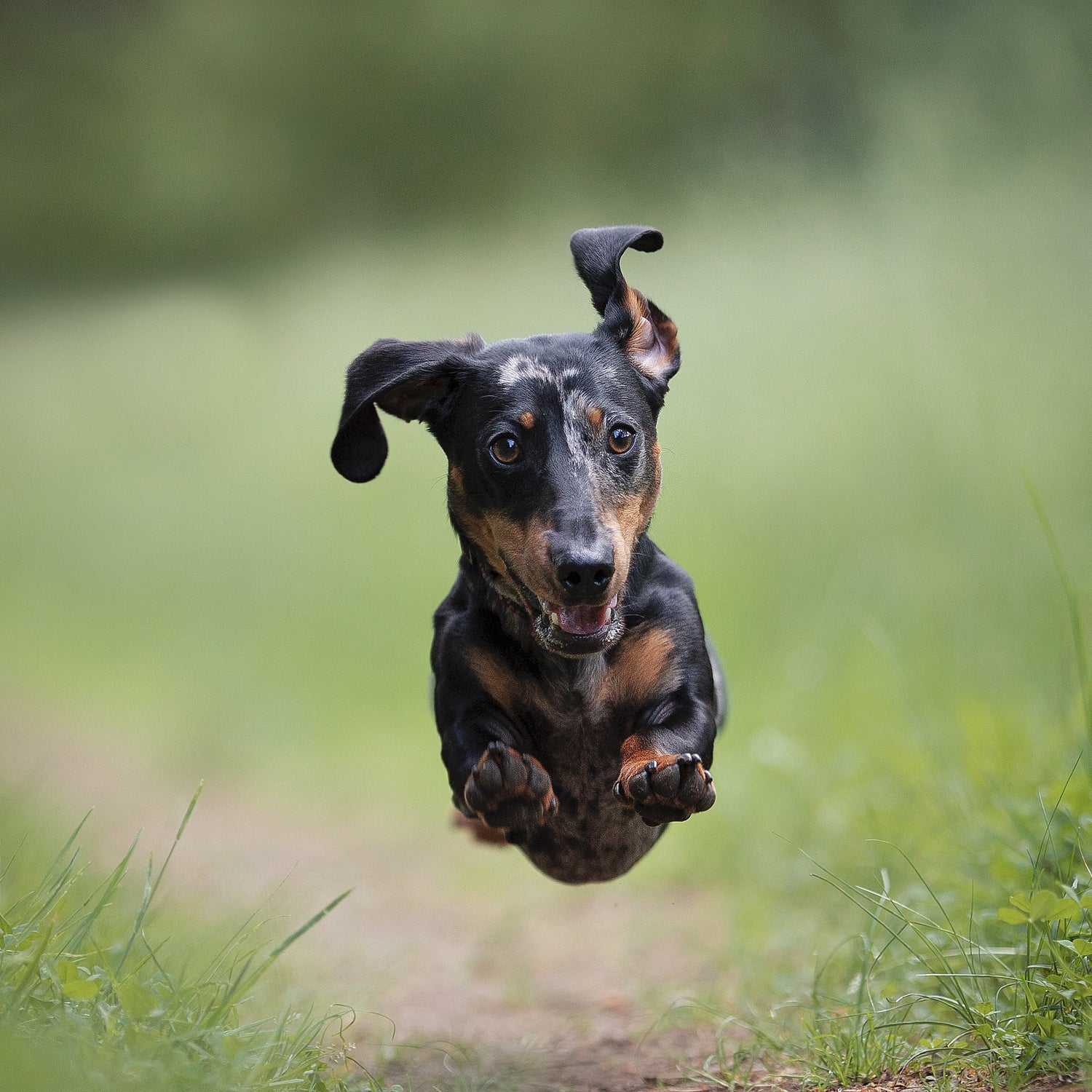 Balanced gut. Happier dog.